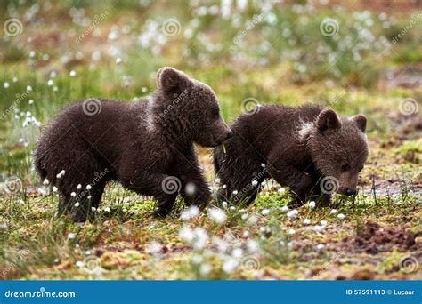 Brown Bear Cubs Stock Image Image Of Small Playing 57591113