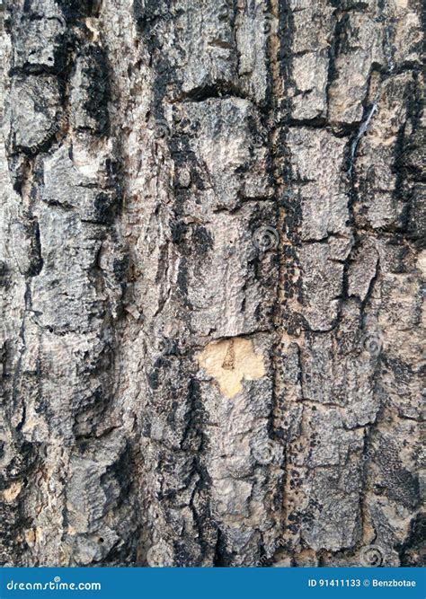 Tree Peel Rustic Texture Royalty Free Stock Photography Cartoondealer