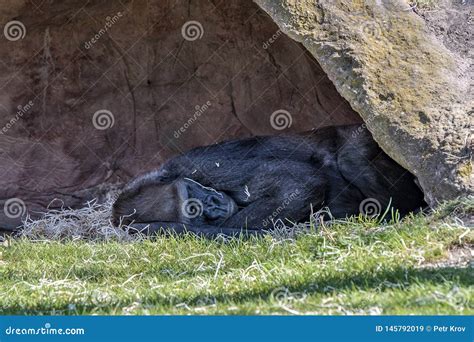 Prague Zoo, Where we See the Sleeping Gorilla Stock Image - Image of ...