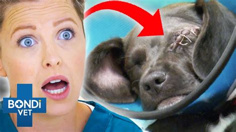 Shocking Eye Removals 🙀 Bondi Vet Compilation Youtube