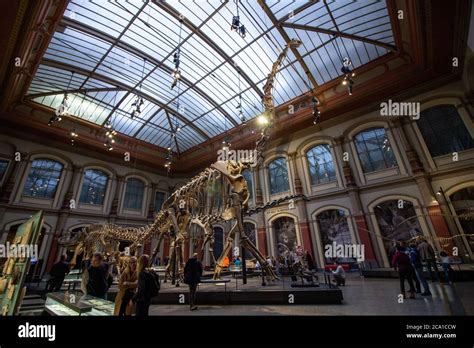 Giant Skeletons Of Brachiosaurus And Diplodocus In Dinosaur Hall