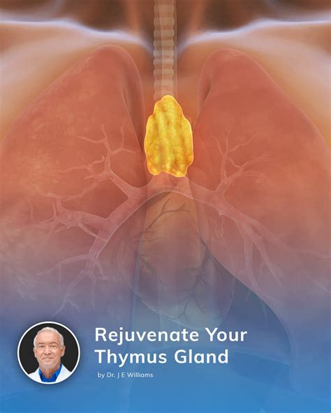 Rejuvenate Your Thymus Gland Dr J E Williams