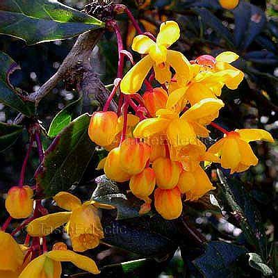 Berberis darwinii 10 seeds CALAFATE DARWIN's BARBERRY Tasty Fruits RARE