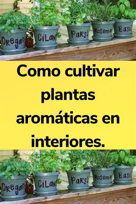 Como Cultivar Plantas Aromáticas En Interiores Bricolajesencillo Cultivo De Plantas