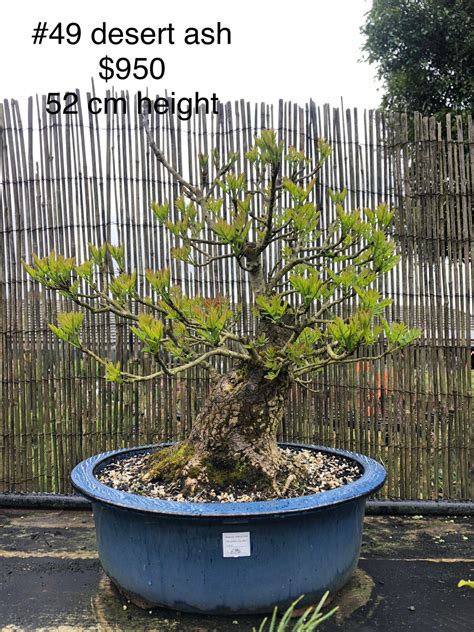 Japanese White Pine Bonsai Sensation