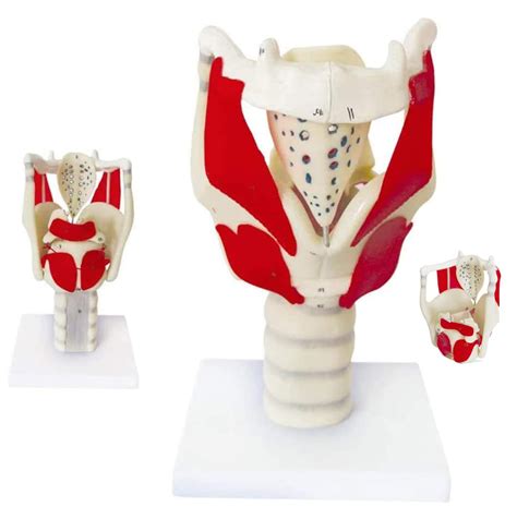 Buy UIGJIOG Human Larynx Anatomical Model Professional Magnified Human