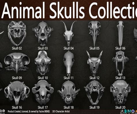 ArtStation - 20 Animal Skulls Collection 03 | Resources