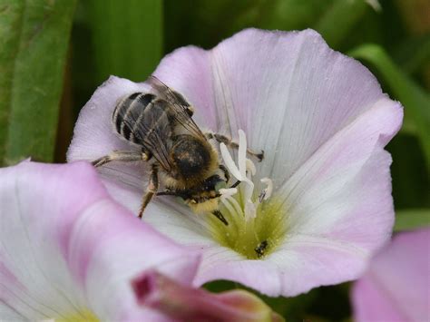 Anthophora Bimaculata Green Eyed Flower Bee Male Apidae 3 Flickr