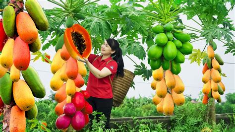 How To Harvest Papaya Goes To The Market Sell Harvesting And Cooking