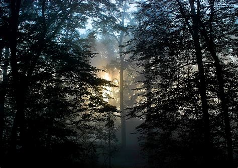 Images Gratuites paysage arbre la nature forêt branche hiver