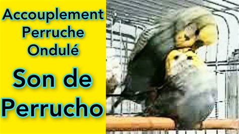 son de perruche accouplement animaux perruche ondulée chant perruche