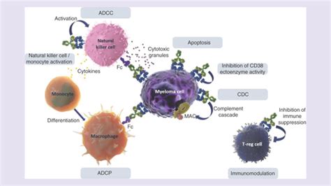 Full Article Isatuximab Plus Carfilzomib Dexamethasone Versus