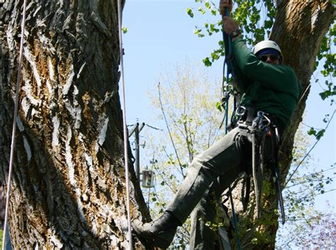 #1 Professional Tree Trimming Service Certified Arborists