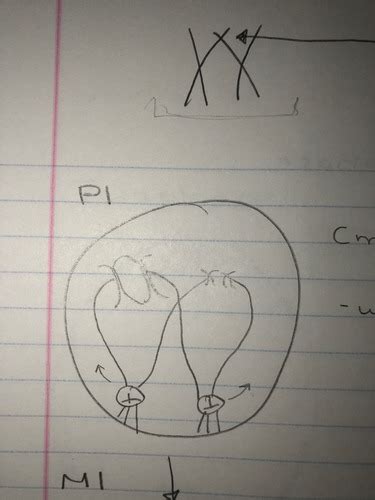 Chapter 10 Meiosis And Sexual Life Cycles Flashcards Quizlet