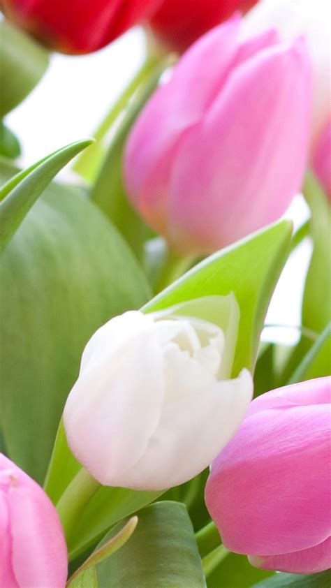 Wallpaper Pink and red tulips, white background 3840x2160 UHD 4K ...