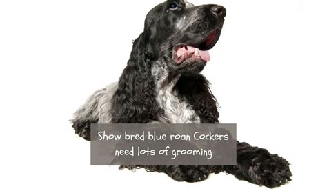 The Best Grooming Practices For Blue Roan Cocker Spaniels - Easy ...