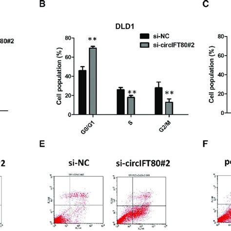 Circift80 Knockdown Inhibits The Proliferation Of Crc Cells By Inducing