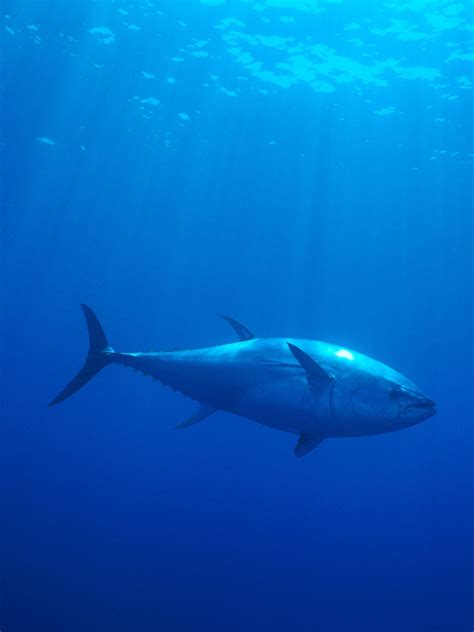 Bluefin Tuna, Species, tuna fish