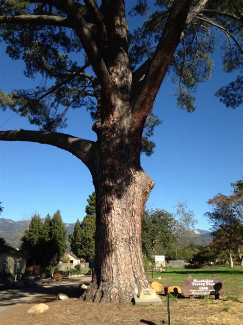 THE WORLD'S LARGEST TORREY PINE: The Tree to End All Trees - California ...