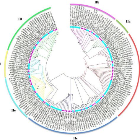 Phylogenetic Relationships Among The Identified Wrky Proteins In