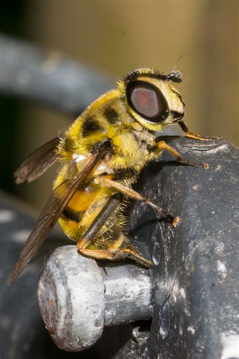 Totenkopfschwebfliege Myathropa Florea Totenkopfschw Flickr