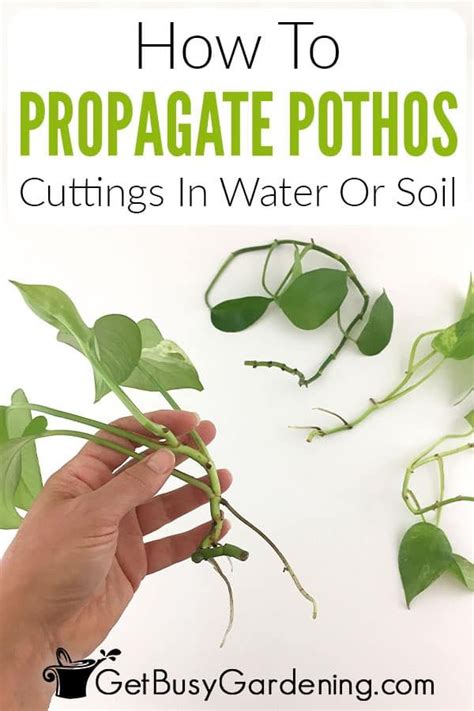 Propagate Pothos A Complete Guide To Growing Your Own