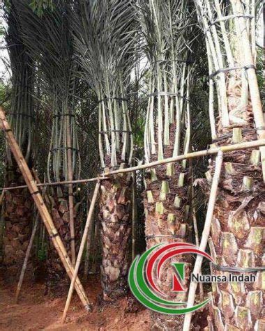 Mengenal Pohon Kurma Tanaman Palem Kurma Berbuah Di Indonesia