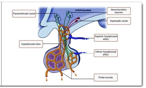 Hypothalamus Neurosecretory Neurons Paraventricular Nuclei Supraoptic Nuclei Superior