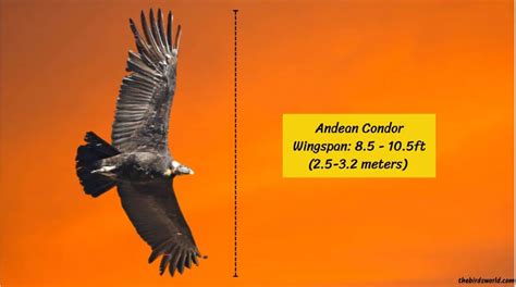 Andean Condor Wingspan: How Big Is It Compared To Others?