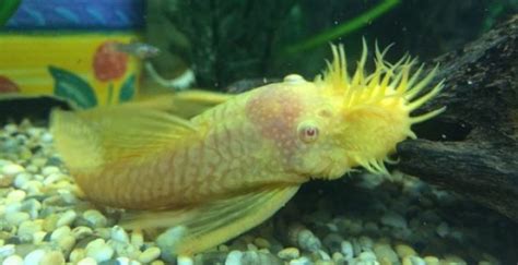 Albino Bristlenose Pleco Care and Breeding Guide - WZaquarium