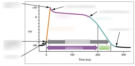 Refractory Period Diagram Quizlet