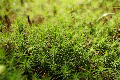 Programs — Brilliant Botany