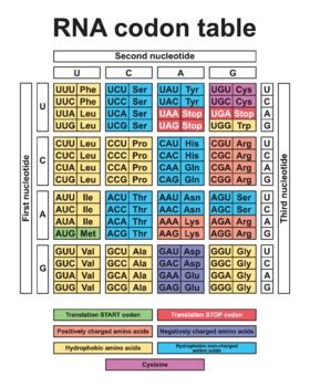 RNA Codons Chart For Amino Acids Sequences. The RNA Codon Table.