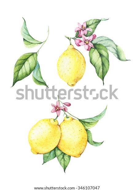 Fresh Yellow Lemons With Green Leaves And Pink Flowers Hand Drawn