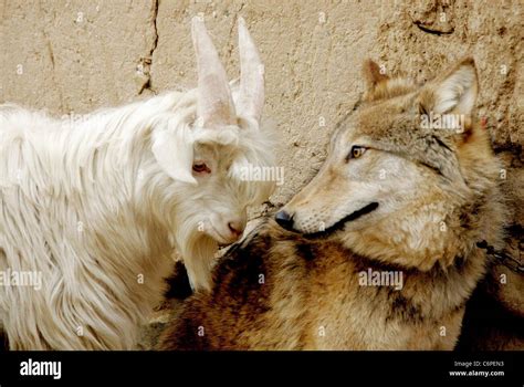 Wolf Takes A Liking To A Goat A Wolf And A Goat Have Been Found To Live