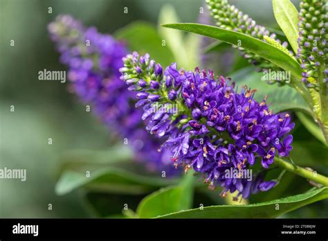 Close Up Of A Purple Hebe Flower In Bloom Stock Photo Alamy