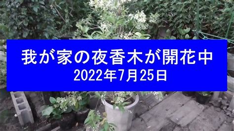 夜香木（やこうぼく）が開花中2022年 Youtube