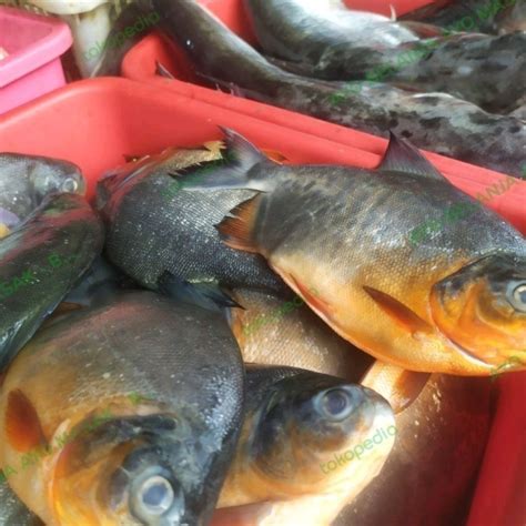 Jual Ikan Bawal Air Tawar Kg Ikan Segar Bantu Ibu Shopee Indonesia