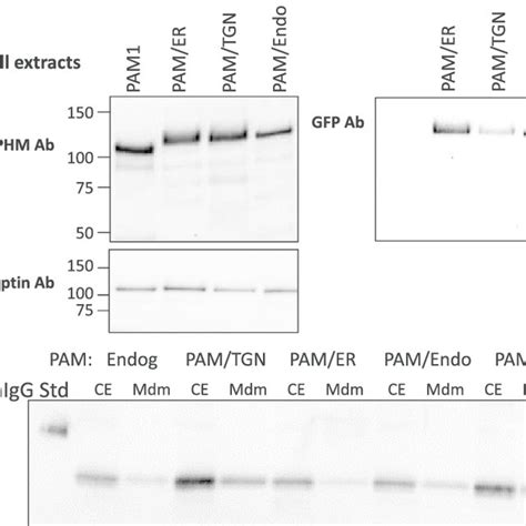 Stably Transfected Cho Cell Lines Expressing Targeted Pam Proteins A