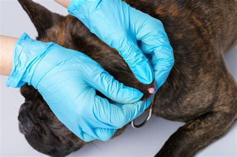 What Is Papilloma in Dogs? Causes, Signs & Care (Vet Answer) – Test Blog