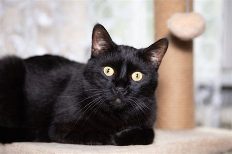 Why Do Black Cats Mean Bad Luck 5 Fun Facts Cat World