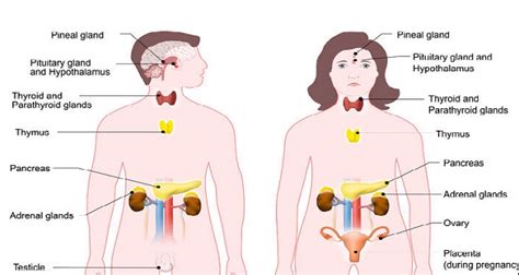 8 Ways Your Body Is Trying To Warn You About A Hormone Imbalance