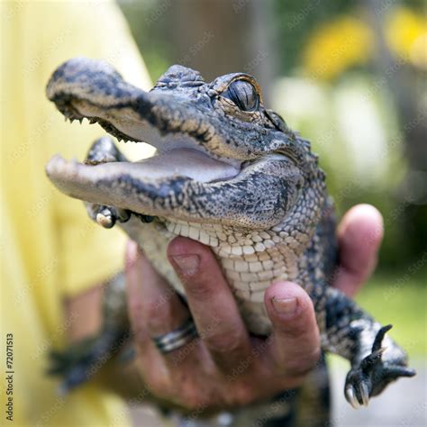 Cute Baby Alligator