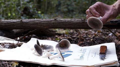 Couper Ou Arracher Les Champignons Le Chemin De La Nature