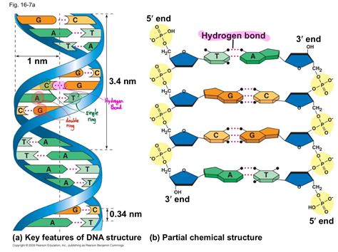 Label The Parts Of The Diagram Of Dna Dna Correct Molecule