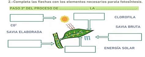 Completa Las Flechas Con Los Elementos Necesarios Para La Fotos Ntesis