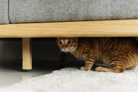 4 Reasons Your Cat Is Hiding & When To See A Vet