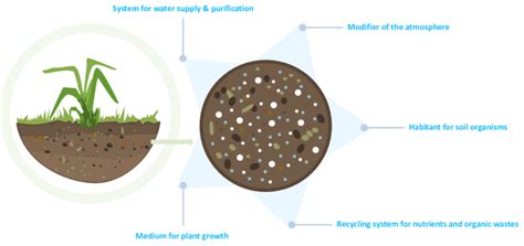 The Functions Of Soil In An Ecosystem Firstly Soil Acts As A Medium