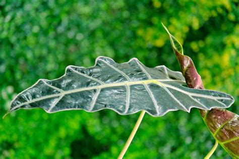 Cuidados De La Alocasia Una Belleza Verde Para Tu Jard N Gu A De Jard N