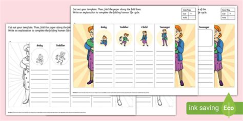 Human Folding Life Cycle Template Teacher Made Twinkl